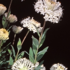 Pimelea treyvaudii (Grey Riceflower) at Namadgi National Park - 23 Nov 2004 by BettyDonWood