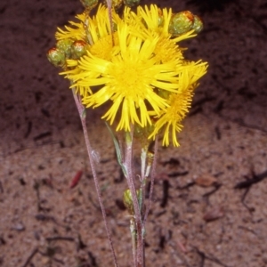 Podolepis hieracioides at Namadgi National Park - 30 Dec 2004
