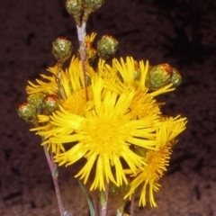 Podolepis hieracioides at Namadgi National Park - 30 Dec 2004