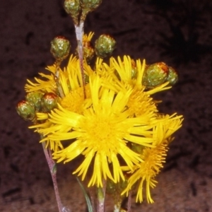 Podolepis hieracioides at Namadgi National Park - 30 Dec 2004