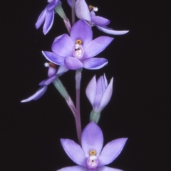 Thelymitra sp. (A Sun Orchid) at Namadgi National Park - 23 Nov 2004 by BettyDonWood