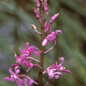 Dipodium roseum at Namadgi National Park - suppressed