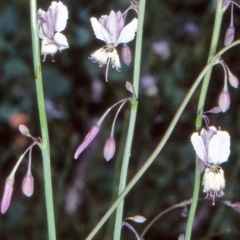 Arthropodium milleflorum (Vanilla Lily) at Namadgi National Park - 17 Dec 2003 by BettyDonWood