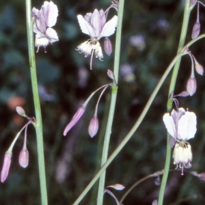 Arthropodium milleflorum at Namadgi National Park - 17 Dec 2003