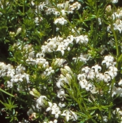Asperula gunnii (Mountain Woodruff) at Namadgi National Park - 17 Dec 2003 by BettyDonWood