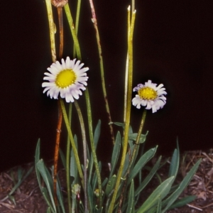 Brachyscome scapigera at Namadgi National Park - 29 Jan 2005