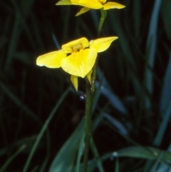 Diuris monticola (Highland Golden Moths) at Namadgi National Park - 16 Dec 2003 by BettyDonWood