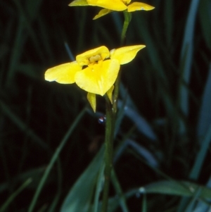 Diuris monticola at Namadgi National Park - 17 Dec 2003