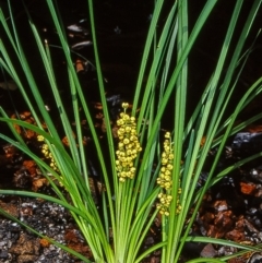 Lomandra filiformis subsp. filiformis (Wattle Matrush) at Namadgi National Park - 16 Dec 2003 by BettyDonWood