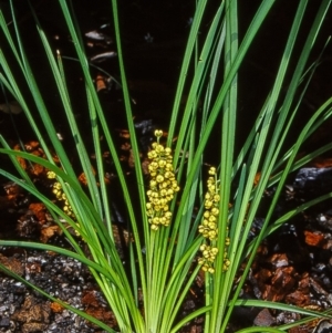 Lomandra filiformis subsp. filiformis at Namadgi National Park - 17 Dec 2003