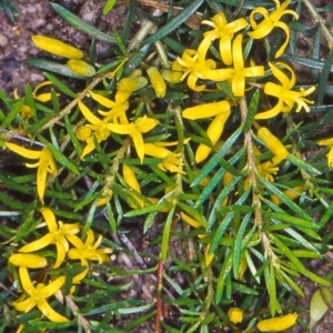 Persoonia chamaepeuce at Namadgi National Park - 29 Jan 2005