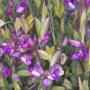 Polygala japonica at Namadgi National Park - 22 Nov 2004