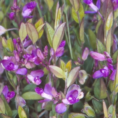 Polygala japonica (Dwarf Milkwort) at Namadgi National Park - 22 Nov 2004 by BettyDonWood