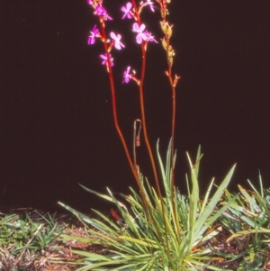 Stylidium armeria subsp. armeria at Namadgi National Park - 29 Jan 2005