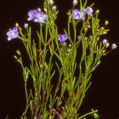 Veronica gracilis (Slender Speedwell) at Namadgi National Park - 27 Dec 2004 by BettyDonWood