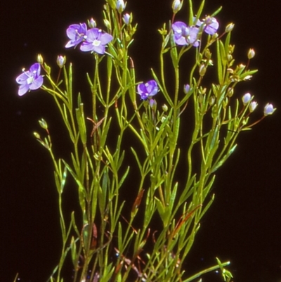 Veronica gracilis (Slender Speedwell) at Namadgi National Park - 27 Dec 2004 by BettyDonWood