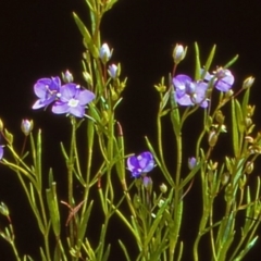 Veronica gracilis at Namadgi National Park - 27 Dec 2004 12:00 AM