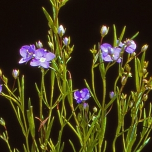 Veronica gracilis at Namadgi National Park - 27 Dec 2004