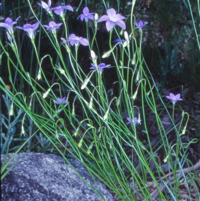 Wahlenbergia stricta subsp. stricta (Tall Bluebell) at Namadgi National Park - 17 Dec 2003 by BettyDonWood
