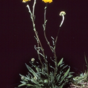 Craspedia crocata at Namadgi National Park - 22 Nov 2004