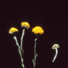 Craspedia crocata at Namadgi National Park - 22 Nov 2004