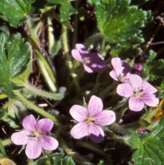 Geranium antrorsum (Rosetted Cranesbill) at Namadgi National Park - 21 Nov 2004 by BettyDonWood