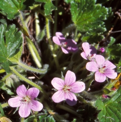 Geranium antrorsum (Rosetted Cranesbill) at Namadgi National Park - 22 Nov 2004 by BettyDonWood