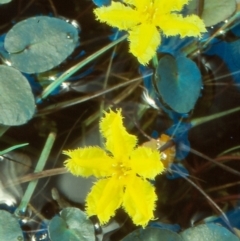 Nymphoides geminata (Entire Marshwort) at Namadgi National Park - 21 Nov 2004 by BettyDonWood