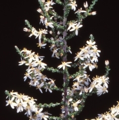 Olearia floribunda (Heath Daisy-bush) at Namadgi National Park - 21 Nov 2004 by BettyDonWood