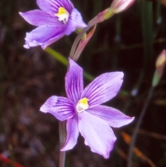 Thelymitra cyanea (Veined Sun Orchid) at Namadgi National Park - 17 Jan 2005 by BettyDonWood