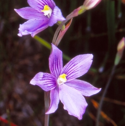 Thelymitra cyanea (Veined Sun Orchid) at Namadgi National Park - 16 Jan 2005 by BettyDonWood