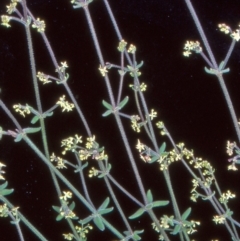 Galium ciliare subsp. ciliare at Namadgi National Park - 21 Nov 2004 by BettyDonWood