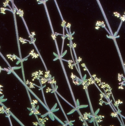 Galium ciliare subsp. ciliare at Namadgi National Park - 22 Nov 2004 by BettyDonWood