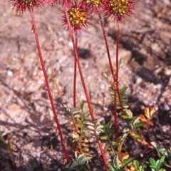 Acaena novae-zelandiae (Bidgee Widgee) at Gibraltar Pines - 15 Dec 2004 by BettyDonWood