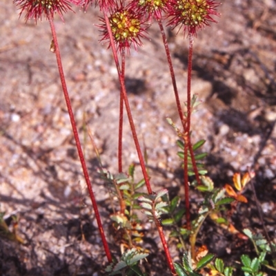 Acaena novae-zelandiae (Bidgee Widgee) at Gibraltar Pines - 16 Dec 2004 by BettyDonWood