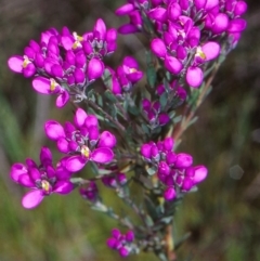 Comesperma retusum (Mountain Milkwort) at Gibraltar Pines - 15 Dec 2004 by BettyDonWood