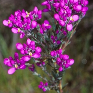 Comesperma retusum at Gibraltar Pines - 16 Dec 2004