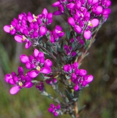 Comesperma retusum (Mountain Milkwort) at Gibraltar Pines - 16 Dec 2004 by BettyDonWood