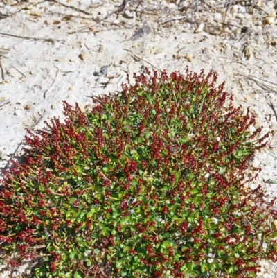 Gonocarpus micranthus subsp. micranthus (Creeping Raspwort) at Gibraltar Pines - 16 Dec 2004 by BettyDonWood