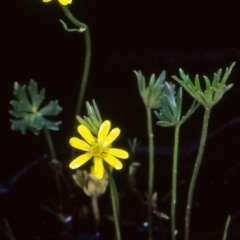 Ranunculus amphitrichus (Small River Buttercup) at Gibraltar Pines - 22 Nov 2004 by BettyDonWood