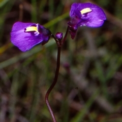 Utricularia dichotoma (Fairy Aprons, Purple Bladderwort) at Gibraltar Pines - 15 Dec 2004 by BettyDonWood