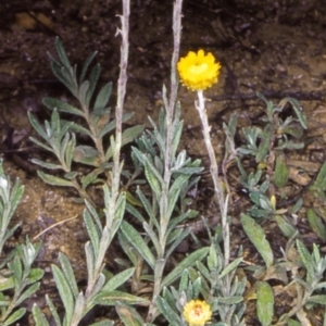 Coronidium monticola at Namadgi National Park - 17 Jan 2005