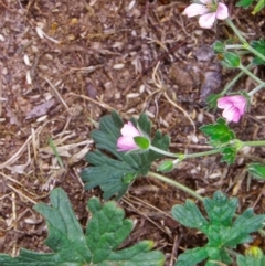 Geranium potentilloides var. potentilloides (Downy Geranium) at Gibraltar Pines - 2 Feb 2004 by BettyDonWood