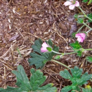 Geranium potentilloides var. potentilloides at Gibraltar Pines - 2 Feb 2004 12:00 AM