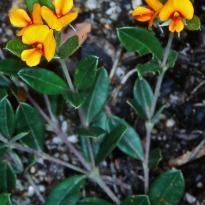 Podolobium alpestre (Shaggy Alpine Pea) at Namadgi National Park - 6 Dec 2004 by BettyDonWood