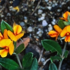 Podolobium alpestre at Namadgi National Park - 6 Dec 2004