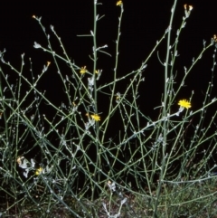 Chondrilla juncea (Skeleton Weed) at Paddys River, ACT - 15 Dec 2004 by BettyDonWood