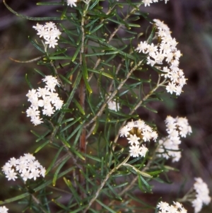 Ozothamnus thyrsoideus at Namadgi National Park - 6 Dec 2004 12:00 AM