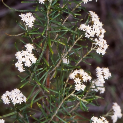 Ozothamnus thyrsoideus (Sticky Everlasting) at Namadgi National Park - 5 Dec 2004 by BettyDonWood