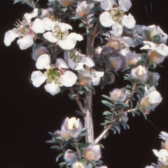 Leptospermum lanigerum (Woolly Teatree) at Namadgi National Park - 24 Nov 2004 by BettyDonWood